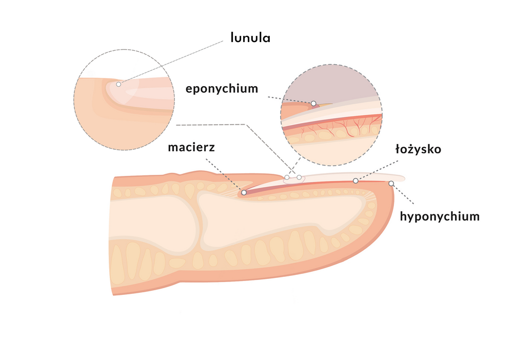 Budowa paznokcia z oznaczeniem lunuli, eponychium, macierzy, łożyska i hyponychium.